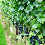 Appartamento Relaxen Im Weindorf 1 Mayschoß
