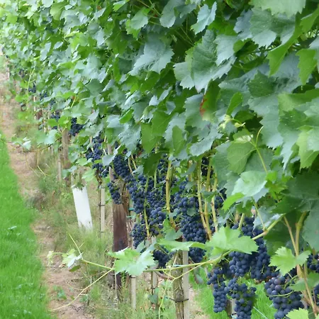 Relaxen Im Weindorf 1 *