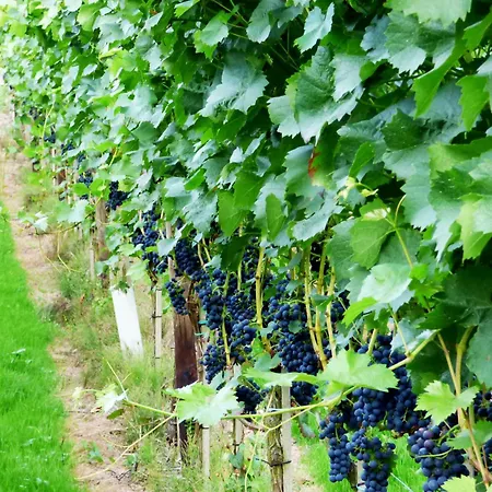 Apartment Relaxen Im Weindorf 1 Mayschoss