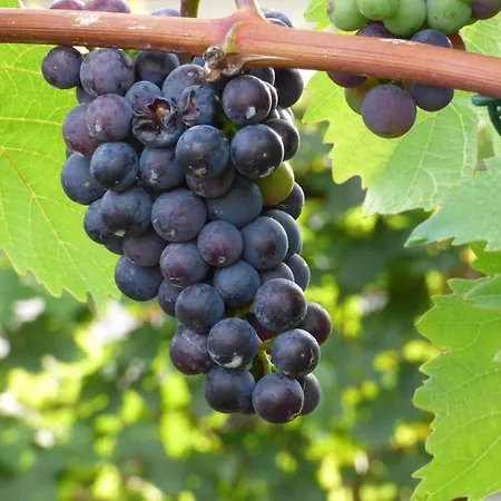 Relaxen Im Weindorf 1 Appartamento