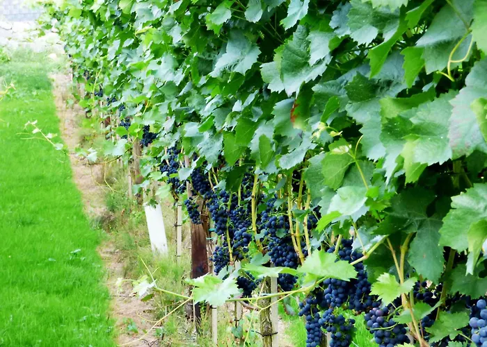 Apartment Relaxen Im Weindorf 1 Mayschoss