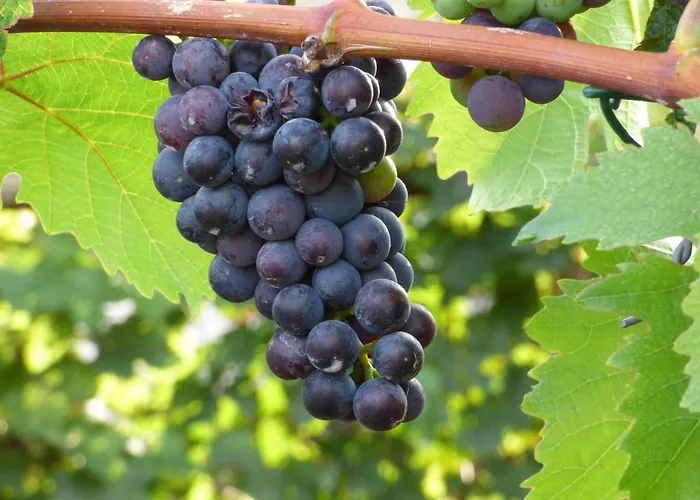 Relaxen Im Weindorf 1 Apartment